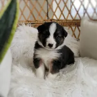 Rooster , a male Australian Shepherd and German Shepherd Dog for sale in Scio, OH – Photo 5 of 9
