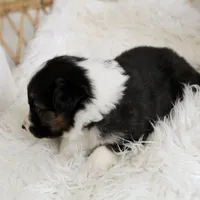 Rooster , a male Australian Shepherd and German Shepherd Dog for sale in Scio, OH – Photo 7 of 9