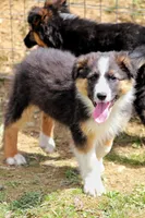 Rooster, a male Australian Shepherd and German Shepherd Dog for sale in Scio, OH – 4 of 10