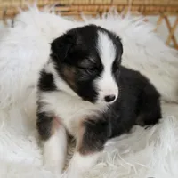 Rooster , a male Australian Shepherd and German Shepherd Dog for sale in Scio, OH – Photo 9 of 9