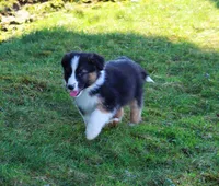 Rooster , a male Australian Shepherd and German Shepherd Dog for sale in Scio, OH – Photo 2 of 9