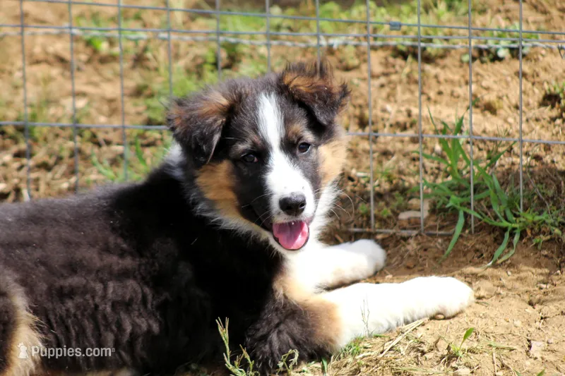 Rooster – Australian Shepherd, German Shepherd Dog puppy for sale in Scio, OH
