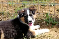 Rooster, a male Australian Shepherd and German Shepherd Dog for sale in Scio, OH – 1 of 10