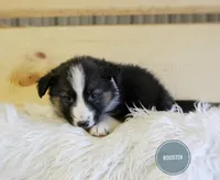 Rooster , a male Australian Shepherd and German Shepherd Dog for sale in Scio, OH – Photo 4 of 9
