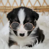 Rooster , a male Australian Shepherd and German Shepherd Dog for sale in Scio, OH – Photo 6 of 9