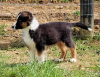 Rooster, a male Australian Shepherd and German Shepherd Dog for sale in Scio, OH – 3 of 10