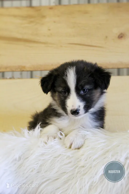 Rooster  – Australian Shepherd, German Shepherd Dog puppy for sale in Sugarcreek, OH