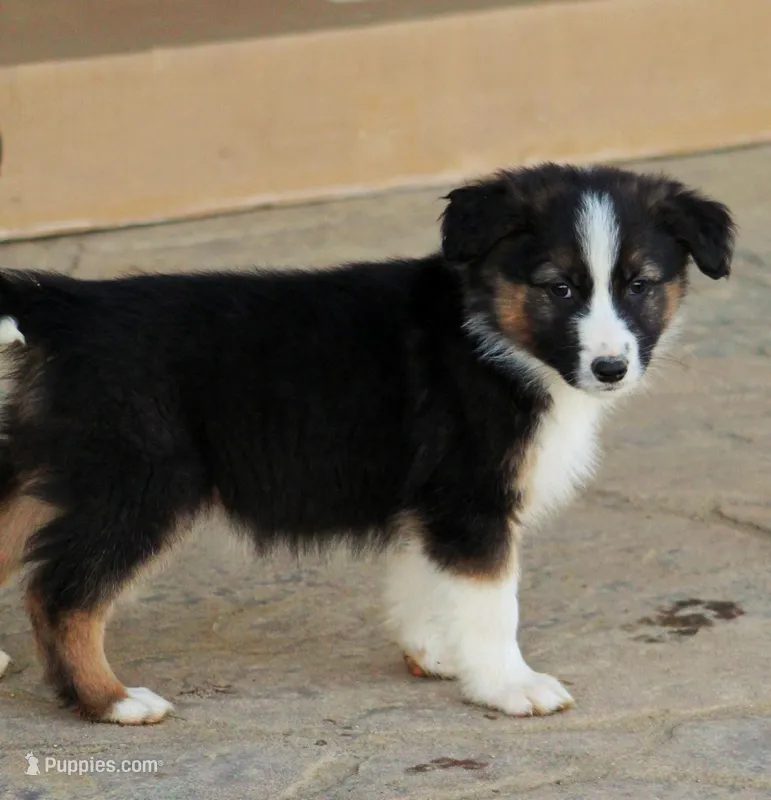 Rooster  – Australian Shepherd, German Shepherd Dog puppy for sale in Sugarcreek, OH