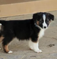 Rooster , a male Australian Shepherd and German Shepherd Dog for sale in Scio, OH – Photo 1 of 9