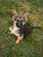 Willow, a female Australian Shepherd and German Shepherd Dog for sale in Scio, OH – 2 of 8