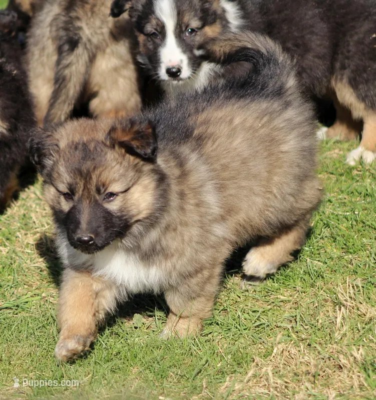Rusty  – Australian Shepherd, German Shepherd Dog puppy for sale in Sugarcreek, OH