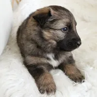 Rusty , a male Australian Shepherd and German Shepherd Dog for sale in Scio, OH – Photo 5 of 9