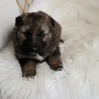 Rusty , a male Australian Shepherd and German Shepherd Dog for sale in Scio, OH – Photo 9 of 9