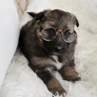 Rusty , a male Australian Shepherd and German Shepherd Dog for sale in Scio, OH – Photo 6 of 9