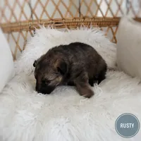 Rusty , a male Australian Shepherd and German Shepherd Dog for sale in Scio, OH – Photo 8 of 9