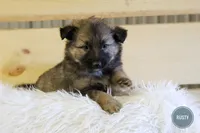 Rusty , a male Australian Shepherd and German Shepherd Dog for sale in Scio, OH – Photo 3 of 9