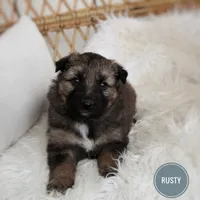 Rusty , a male Australian Shepherd and German Shepherd Dog for sale in Scio, OH – Photo 7 of 9