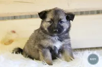 Rusty , a male Australian Shepherd and German Shepherd Dog for sale in Scio, OH – Photo 4 of 9