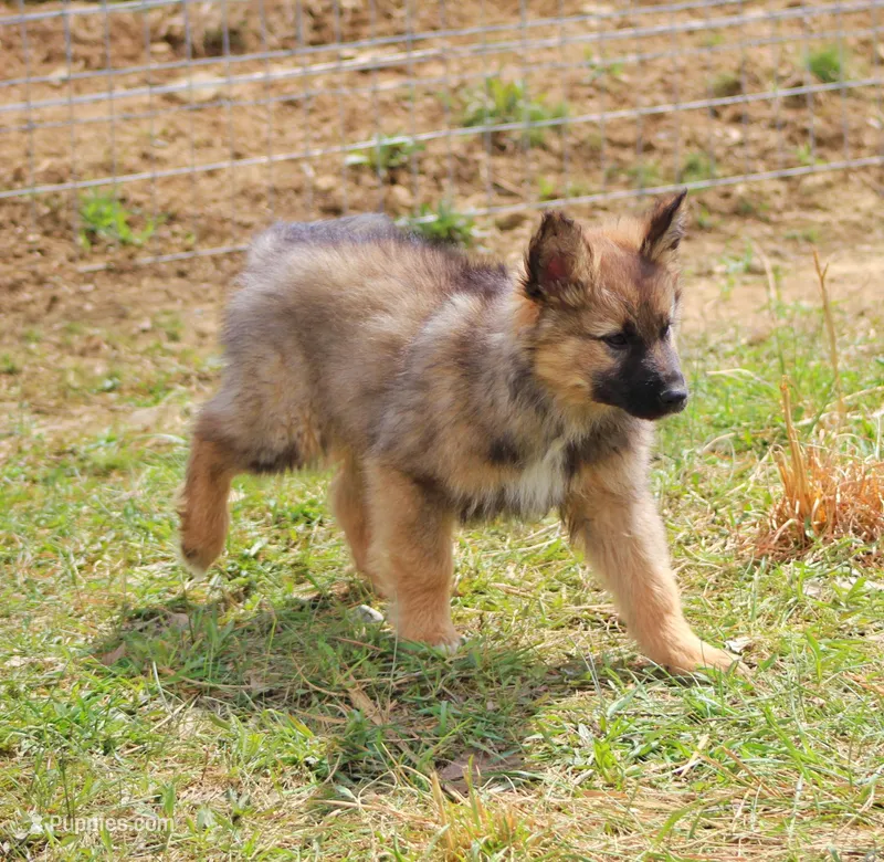 Rusty – Australian Shepherd, German Shepherd Dog puppy for sale in Scio, OH