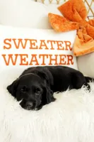 Raven, a female Beagle and Cocker Spaniel for sale in Scio, OH – 3 of 7