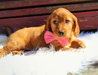 Pumpkin Spice , a female Beagle and Cocker Spaniel for sale in Scio, OH – 5 of 7