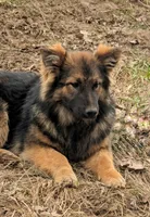 Raven , a female German Shepherd Dog for sale in Sugarcreek, OH – Photo 2 of 2