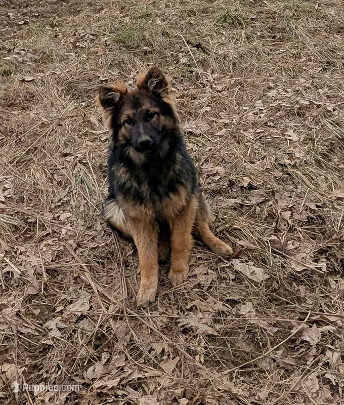 Raven  – German Shepherd Dog puppy for sale in Sugarcreek, OH