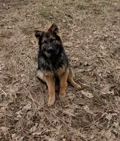 Raven , a female German Shepherd Dog for sale in Sugarcreek, OH – Photo 1 of 2