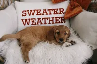 Copper , a male Beagle and Cocker Spaniel for sale in Scio, OH – 3 of 8