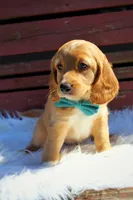 Copper , a male Beagle and Cocker Spaniel for sale in Scio, OH – 4 of 8