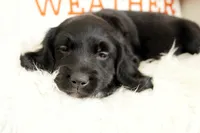Raven, a female Beagle and Cocker Spaniel for sale in Scio, OH – 2 of 7