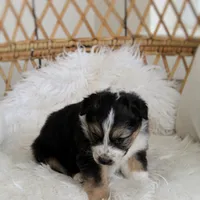 Winter , a female Australian Shepherd and German Shepherd Dog for sale in Scio, OH – Photo 9 of 9