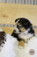 Winter , a female Australian Shepherd and German Shepherd Dog for sale in Scio, OH – Photo 4 of 9