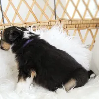 Winter , a female Australian Shepherd and German Shepherd Dog for sale in Scio, OH – Photo 8 of 9