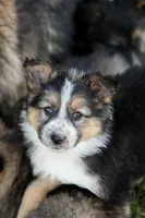 Winter , a female Australian Shepherd and German Shepherd Dog for sale in Scio, OH – Photo 1 of 9