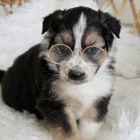 Winter , a female Australian Shepherd and German Shepherd Dog for sale in Scio, OH – Photo 6 of 9