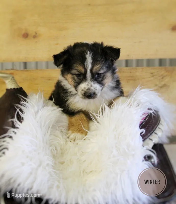 Winter  – Australian Shepherd, German Shepherd Dog puppy for sale in Sugarcreek, OH