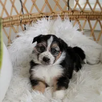 Winter , a female Australian Shepherd and German Shepherd Dog for sale in Scio, OH – Photo 5 of 9