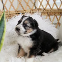 Winter , a female Australian Shepherd and German Shepherd Dog for sale in Scio, OH – Photo 7 of 9