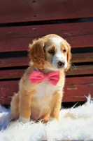 Noodles , a female Beagle and Cocker Spaniel for sale in Scio, OH – 5 of 7