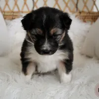 Remi, a female Australian Shepherd and German Shepherd Dog for sale in Scio, OH – Photo 6 of 8