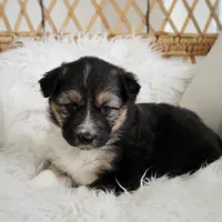 Remi, a female Australian Shepherd and German Shepherd Dog for sale in Scio, OH – Photo 8 of 8