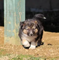 Remi, a female Australian Shepherd and German Shepherd Dog for sale in Scio, OH – Photo 2 of 8