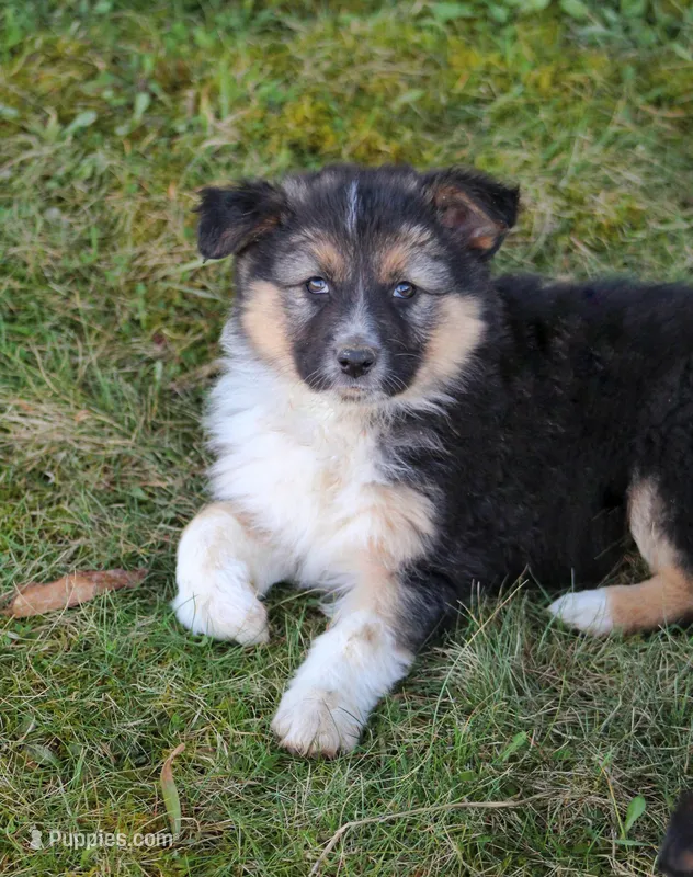 Remi – Australian Shepherd, German Shepherd Dog puppy for sale in Sugarcreek, OH