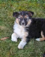 Remi, a female Australian Shepherd and German Shepherd Dog for sale in Scio, OH – Photo 1 of 8