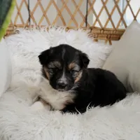 Remi, a female Australian Shepherd and German Shepherd Dog for sale in Scio, OH – Photo 5 of 8