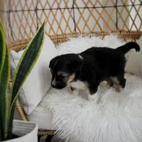 Remi, a female Australian Shepherd and German Shepherd Dog for sale in Scio, OH – Photo 7 of 8