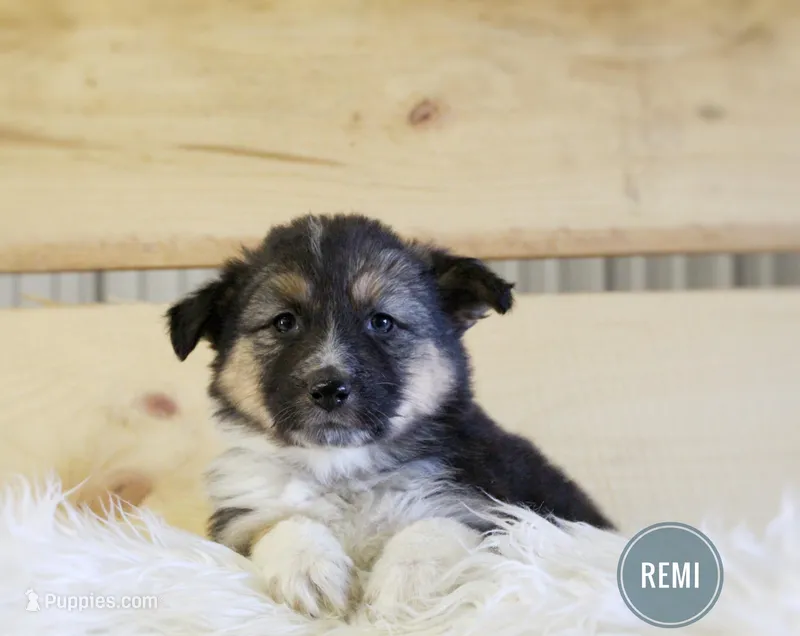 Remi – Australian Shepherd, German Shepherd Dog puppy for sale in Sugarcreek, OH
