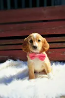 Maple , a female Beagle and Cocker Spaniel for sale in Scio, OH – 4 of 7