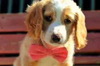 Noodles , a female Beagle and Cocker Spaniel for sale in Scio, OH – 6 of 7